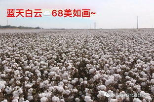 如何选择一个好的棉花品种 身边的品种哪个比较符合种植需求 来看看金丰源68