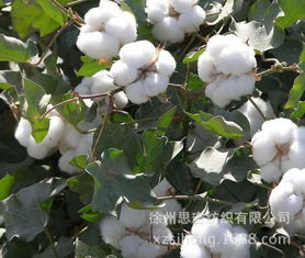 皮棉 厂家长期生产批发各种 优质棉花 欢迎选购