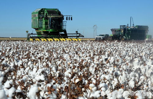 美国一大品牌不同流合污 对新疆棉花的两种态度,或引发全球洗牌