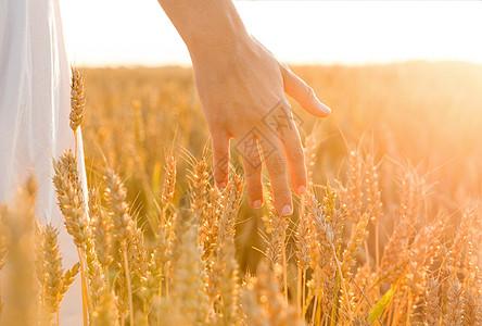 阳光农田收获,自然,农业繁荣的轻的妇女谷物田触摸成熟的小麦尖刺她的
