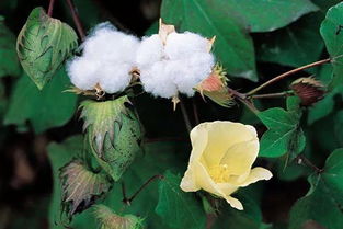 圣诞流行送棉花 撩起了一众网友包地种棉花的心